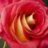 RoseMarisha