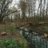 Willows
