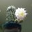 Jazzflower