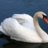Swan
