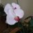 Cassum