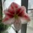 NatGfleur