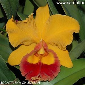 brassolaeliocattleya%20chunyeah