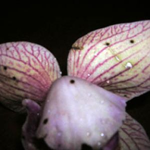 phalenopsis