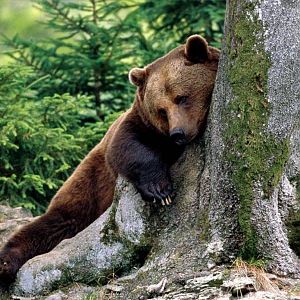 rest stop, brown bear