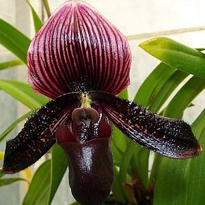 paph black