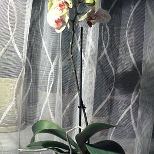 фал желт в крапушк ноя 2007