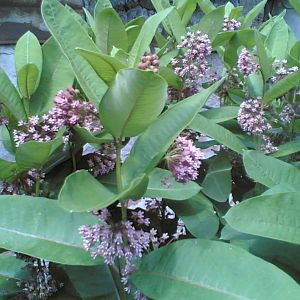 Неизвестное растение