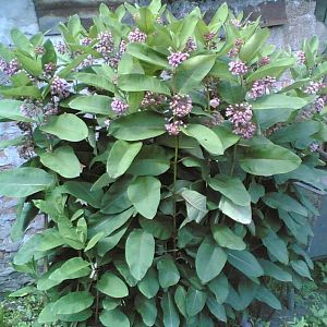 Помогите опознать растение!