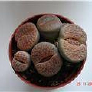 thumb 6c31805dbb69x[1]