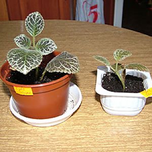 episcia2