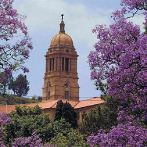 jacaranda