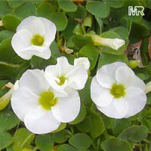 oxalis894s