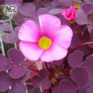 oxalis897