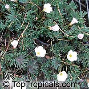 oxalis4517s