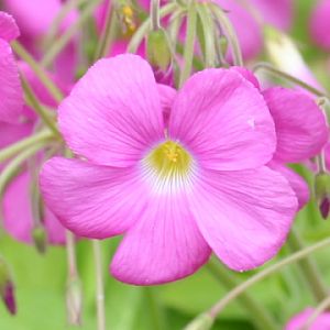 oxalis bowiei flowers