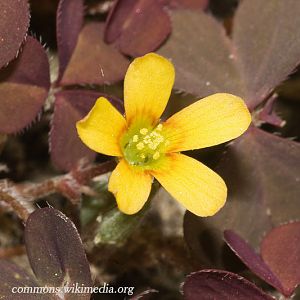 oxalis corniculata 1