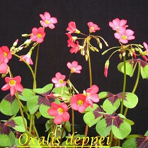 oxalis deppei