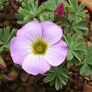 oxalis enneaphylla