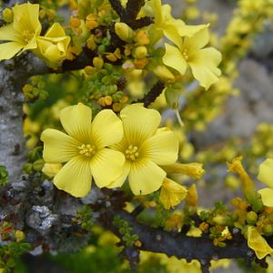 oxalis gigantea 2