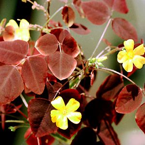 oxalis hedysaroides rubra