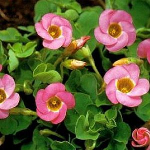 oxalis inops 2