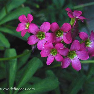 oxalis lasiandra flowers