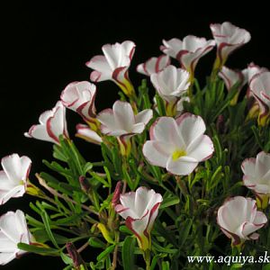 oxalis versicolor