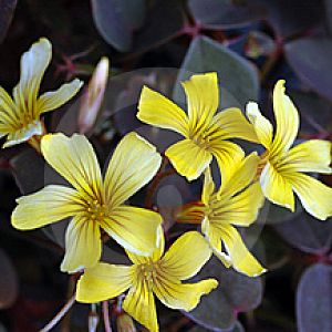 oxalis vulcanicola zinfandel