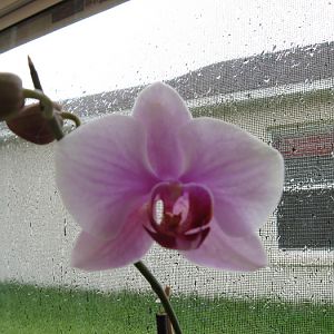 30373013 orchid 002