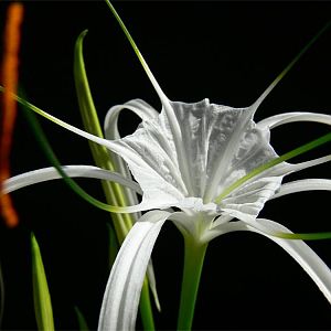 Hymenocallis