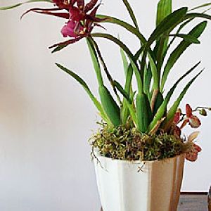 miltassia