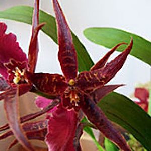 miltassia2