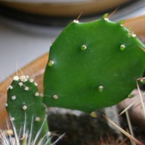 opuntia brasiliensis 2