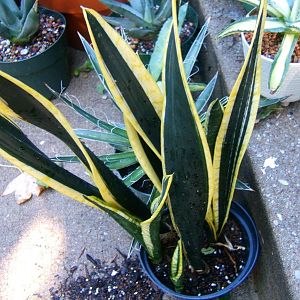 sansevieria trifasciata b g e