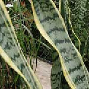 sansevieria trifasciata laurentii 2