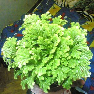 подскажите что за цветок