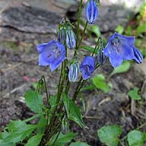 campanula pusilla haenke