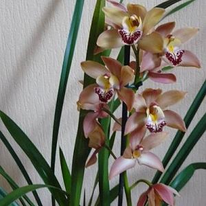 orchidee 006