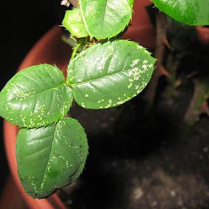 damage-leaves1