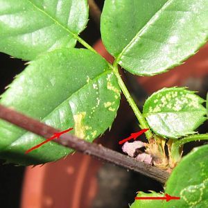 damage-leaves2