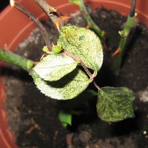 damage-leaves3
