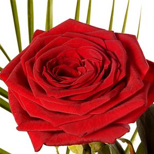 2554-a single red rose in a vase