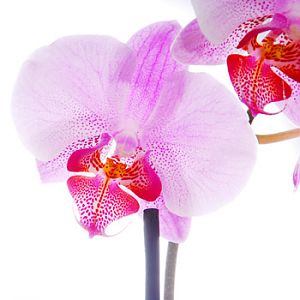 424-pink orchid