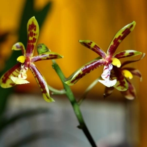 phal.mannii