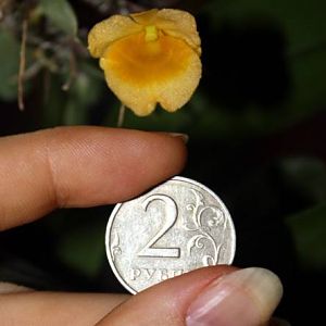 дженкинса 2руб