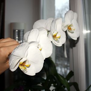 фал бел ж