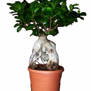 ficus copy