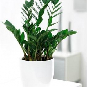 zamioculcas БЕЛЈЙ