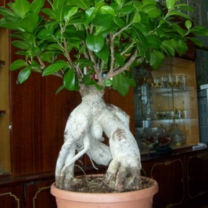 ficus 1copy